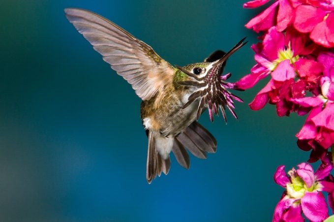 Conoce a los colibríes más grandes y más pequeños del mundo