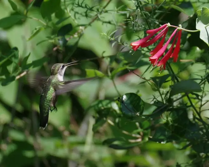 ¿Cómo usan los colibríes sus lenguas y picos?