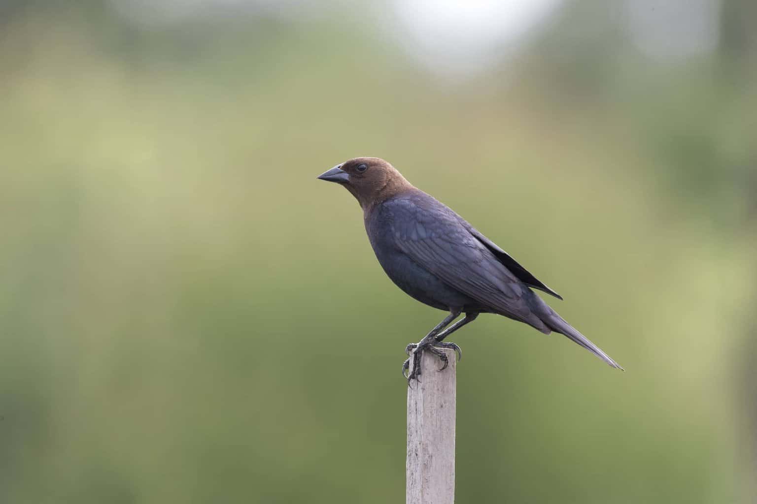 Los 10 tipos de mirlos en Maryland que un observador de aves puede encontrar