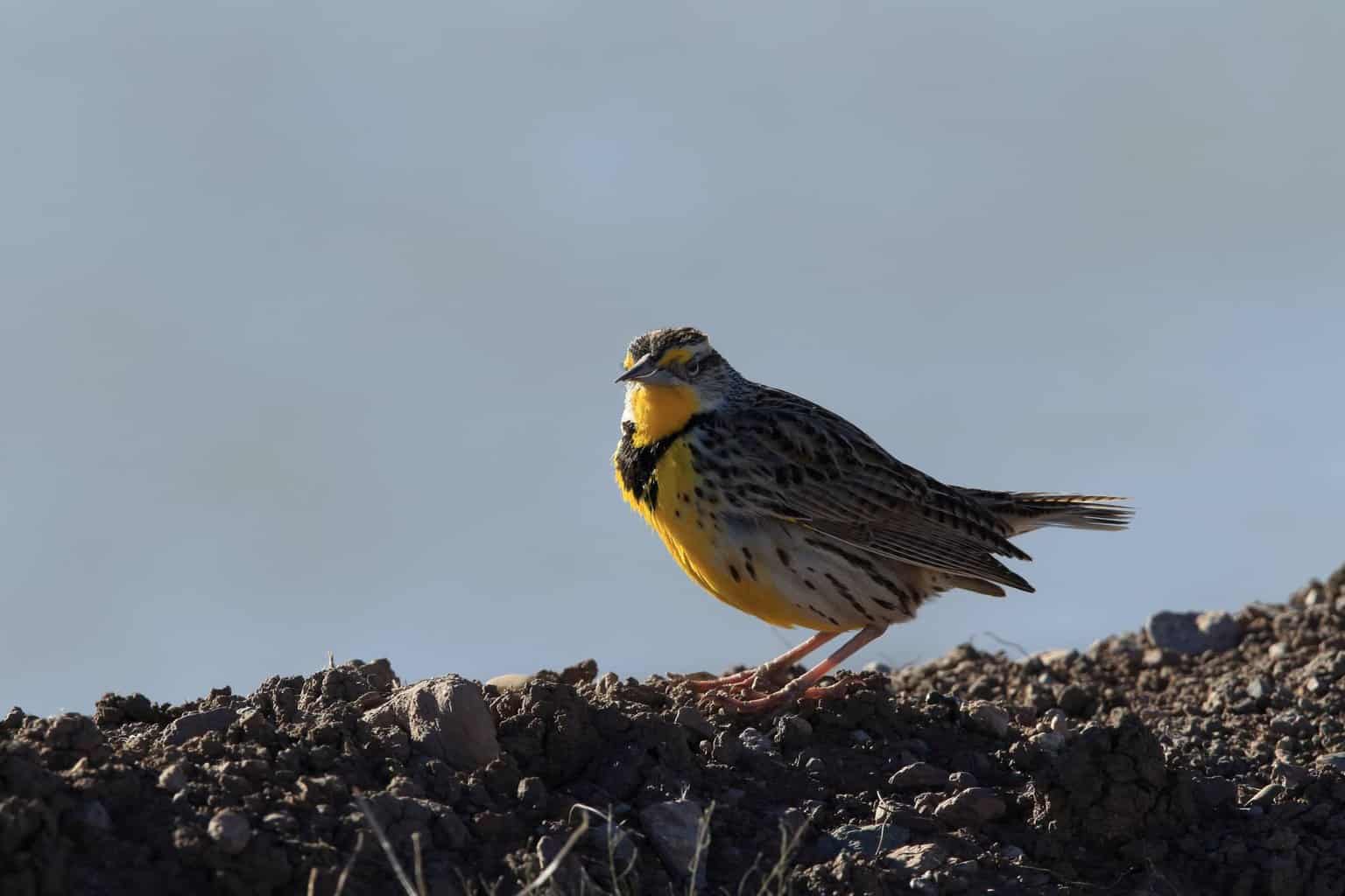 Los 10 tipos de mirlos en Maryland que un observador de aves puede encontrar