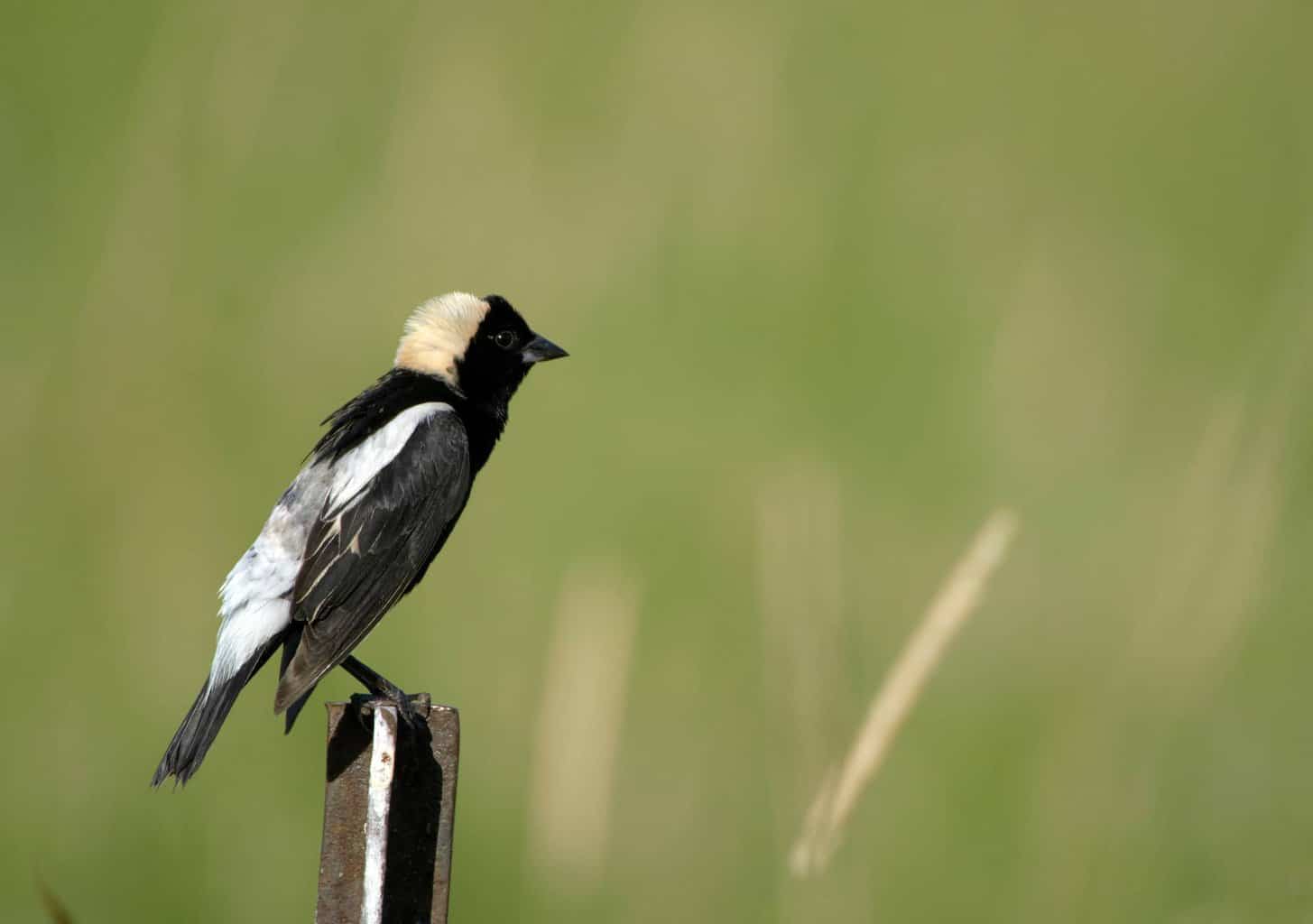 Los 10 tipos de mirlos en Maryland que un observador de aves puede encontrar
