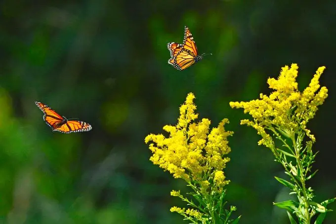 Cultive flores de finales de verano y otoño para colibríes