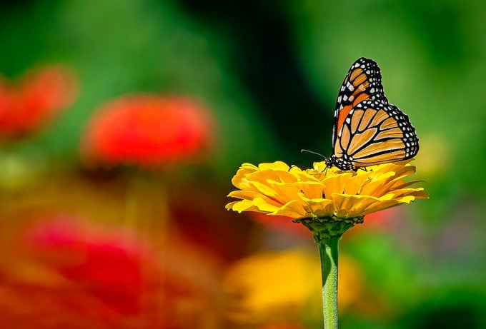 Flores de mariposa monarca que debes cultivar