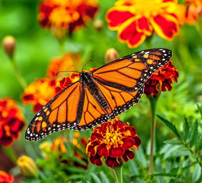 Flores de mariposa monarca que debes cultivar
