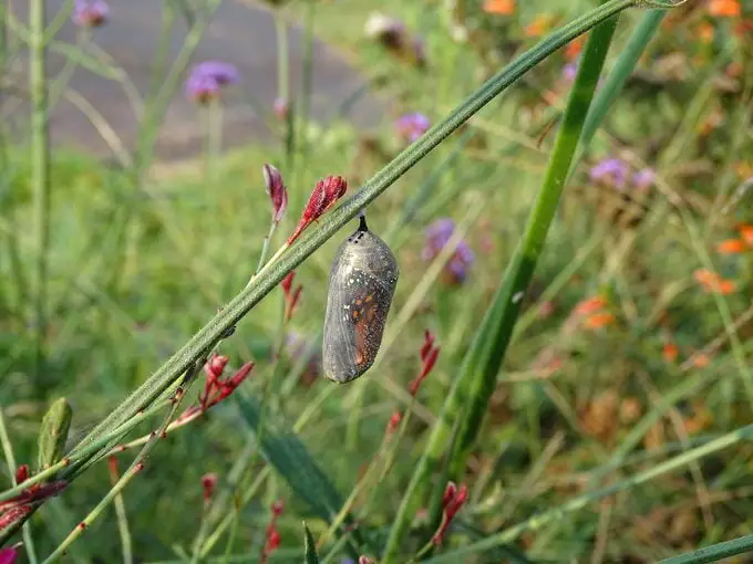 Sigue las Etapas del Ciclo de Vida de la Mariposa Monarca