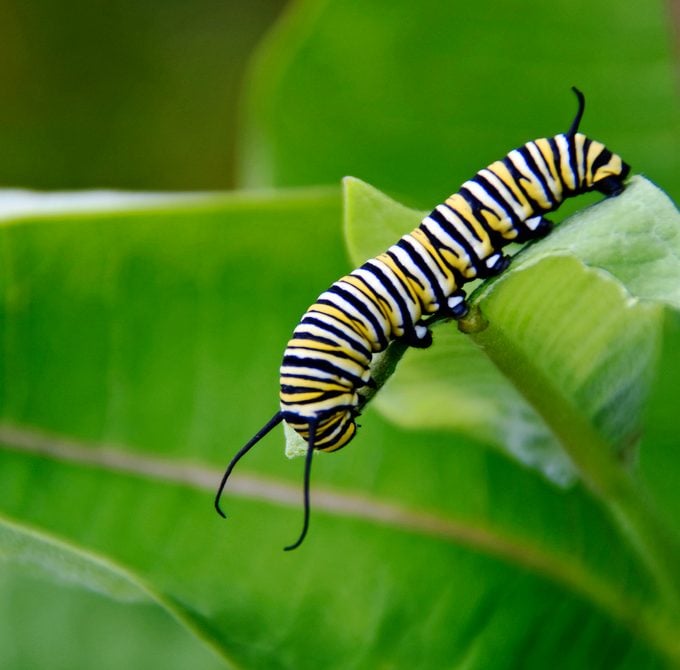 Sigue las Etapas del Ciclo de Vida de la Mariposa Monarca