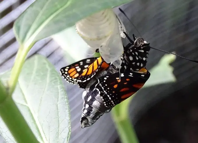 Sigue las Etapas del Ciclo de Vida de la Mariposa Monarca