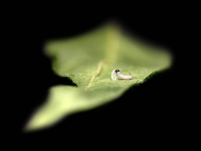 Sigue las Etapas del Ciclo de Vida de la Mariposa Monarca