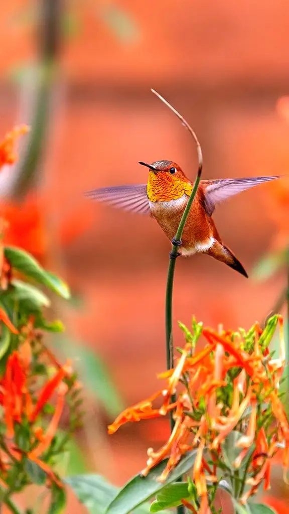 Cómo identificar y atraer un colibrí de Allen