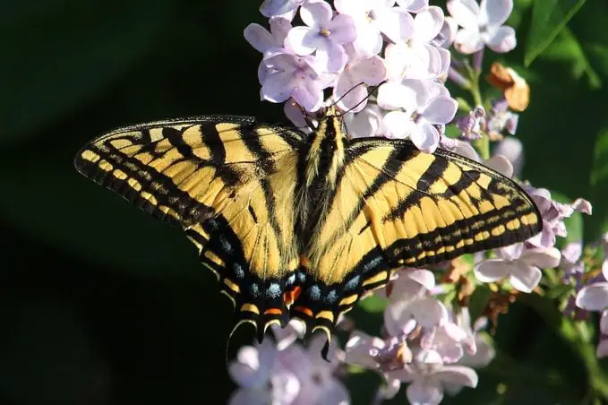 6 datos fascinantes sobre la mariposa cola de golondrina