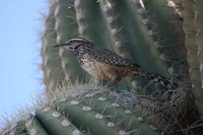 Descubre las Aves del Desierto del Suroeste