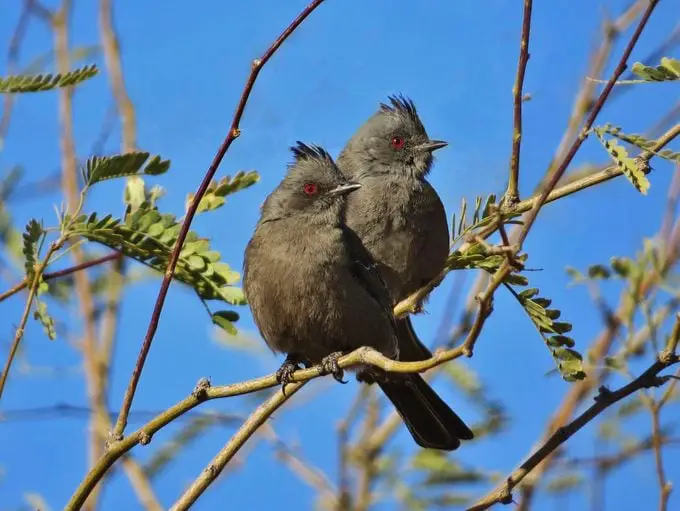 Descubre las Aves del Desierto del Suroeste