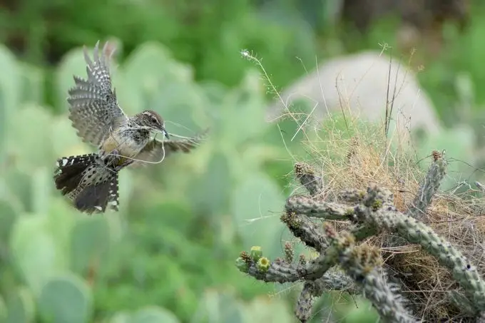 Descubre las Aves del Desierto del Suroeste