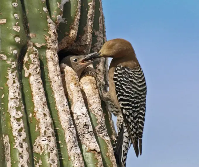 Descubre las Aves del Desierto del Suroeste