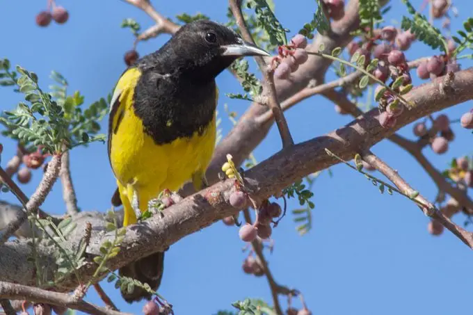 Descubre las Aves del Desierto del Suroeste