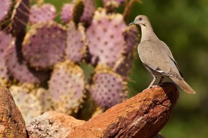 Descubre las Aves del Desierto del Suroeste