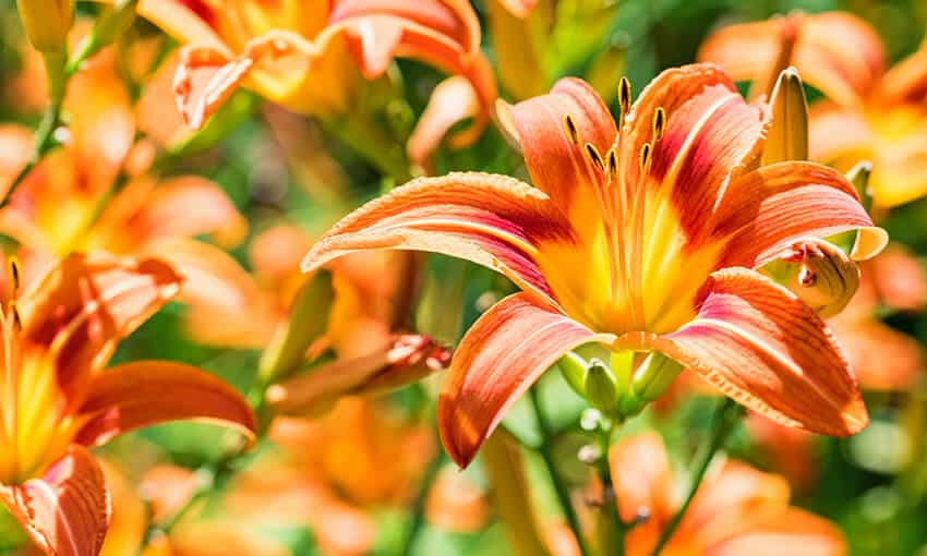 Las mejores flores en macetas para atraer colibríes