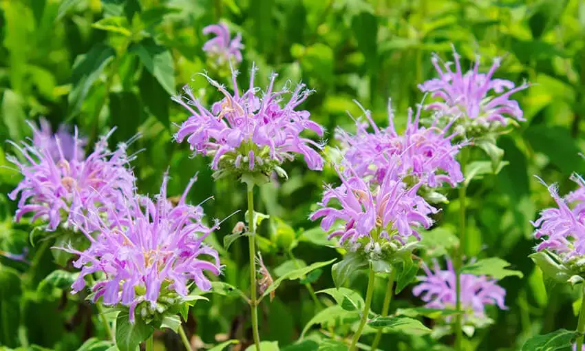 Las mejores flores en macetas para atraer colibríes