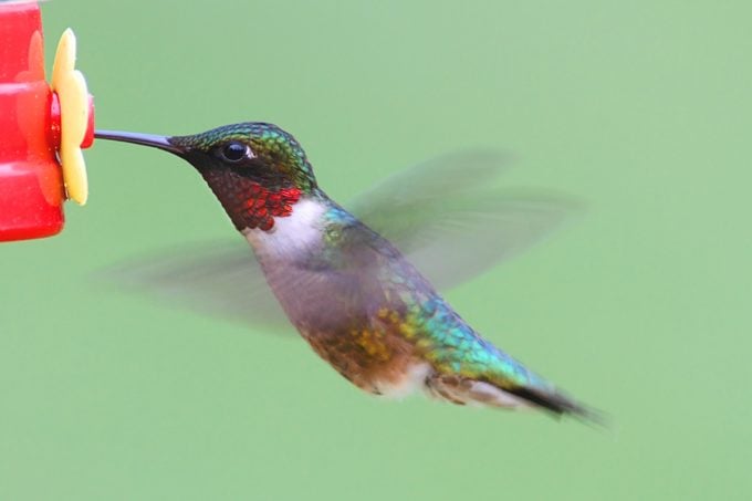 Agua Azucarada para Colibríes 101