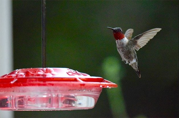 Agua Azucarada para Colibríes 101