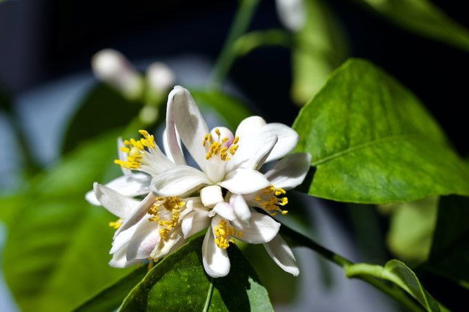 Cómo cultivar un limonero de interior