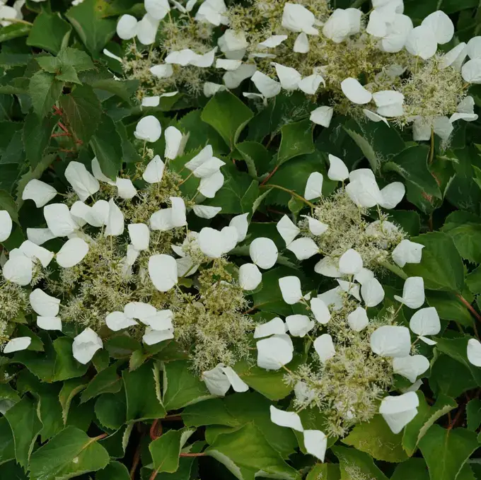 Cómo hacer crecer una enredadera de hortensia trepadora