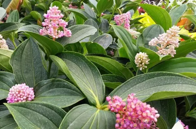Orquídea de Malasia (Medinilla myriantha) | Jardinería de flores