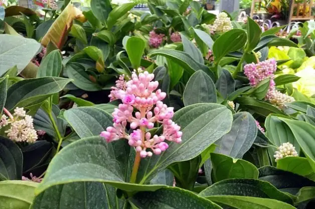 Orquídea de Malasia (Medinilla myriantha) | Jardinería de flores