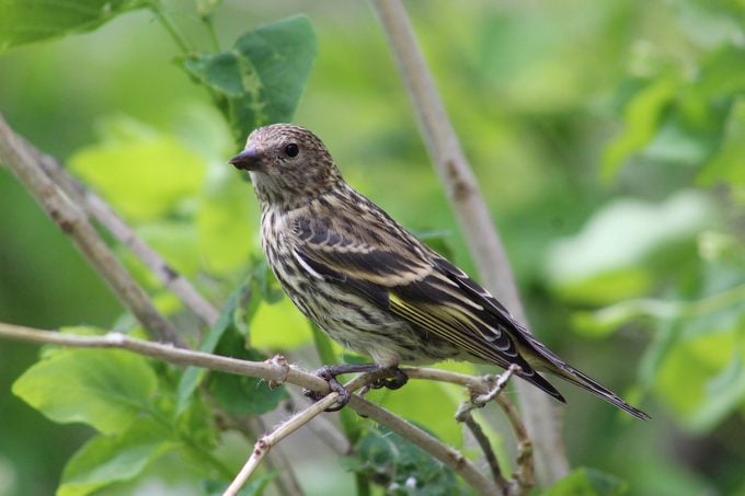Cómo atraer e identificar un jilguero de pino