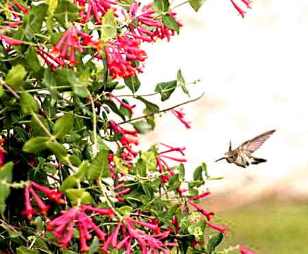 Las plantas de colibrí atraen a las aves, especialmente si son flores silvestres