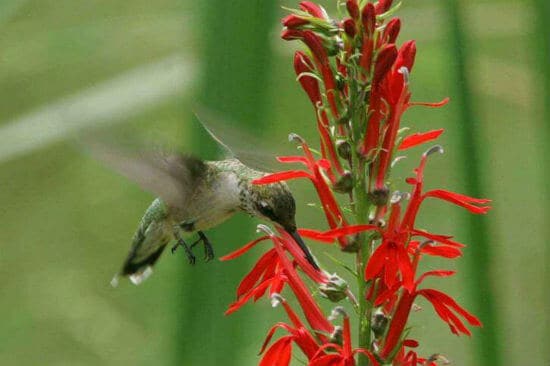 Las plantas de colibrí atraen a las aves, especialmente si son flores silvestres