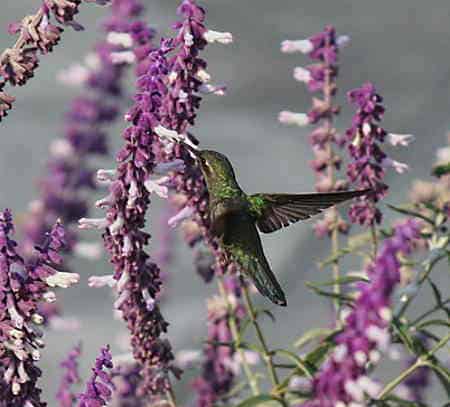 Las plantas de colibrí atraen a las aves, especialmente si son flores silvestres