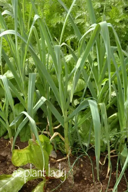 ¿Te encanta el ajo? ¡Crece tus propias!