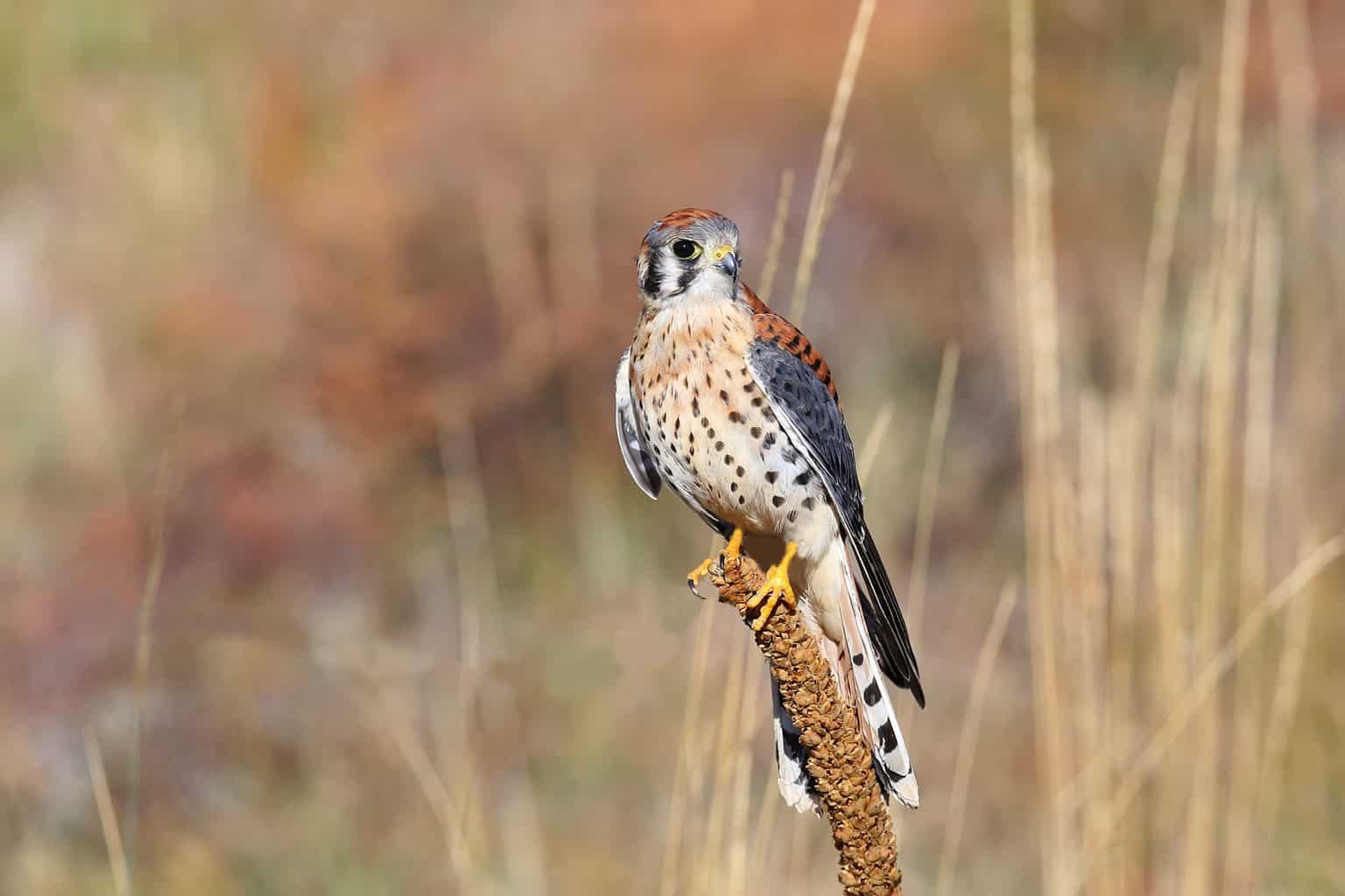 El Cernícalo Americano vs Halcón: Comparación de Especies Similares