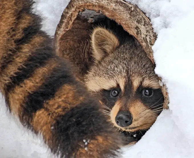 Fauna invernal: animales que hibernan en tu jardín