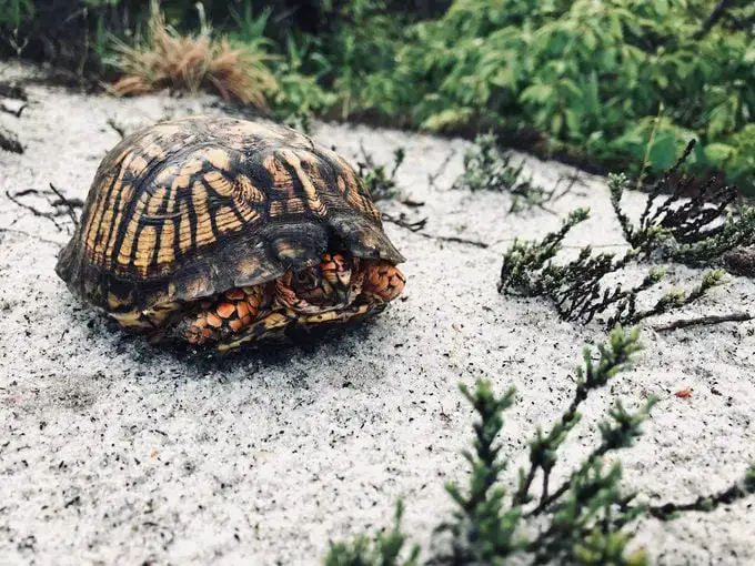 Fauna invernal: animales que hibernan en tu jardín