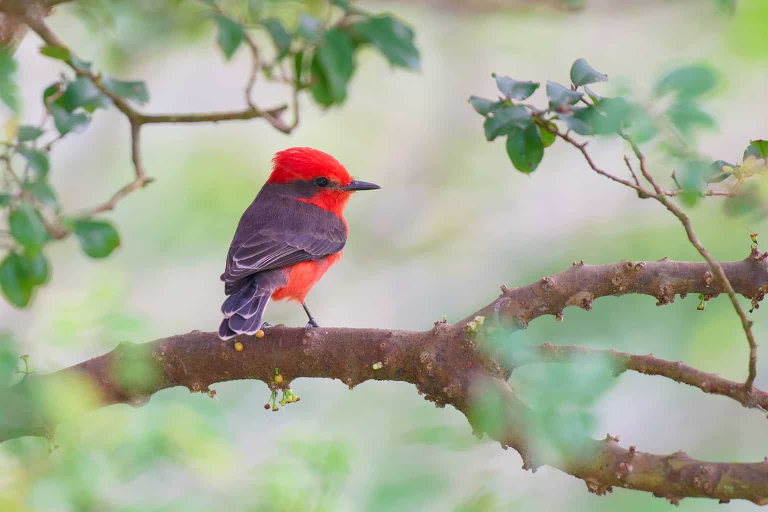 30 pájaros en Kentucky: ¡nuestra guía de los mejores y más brillantes!