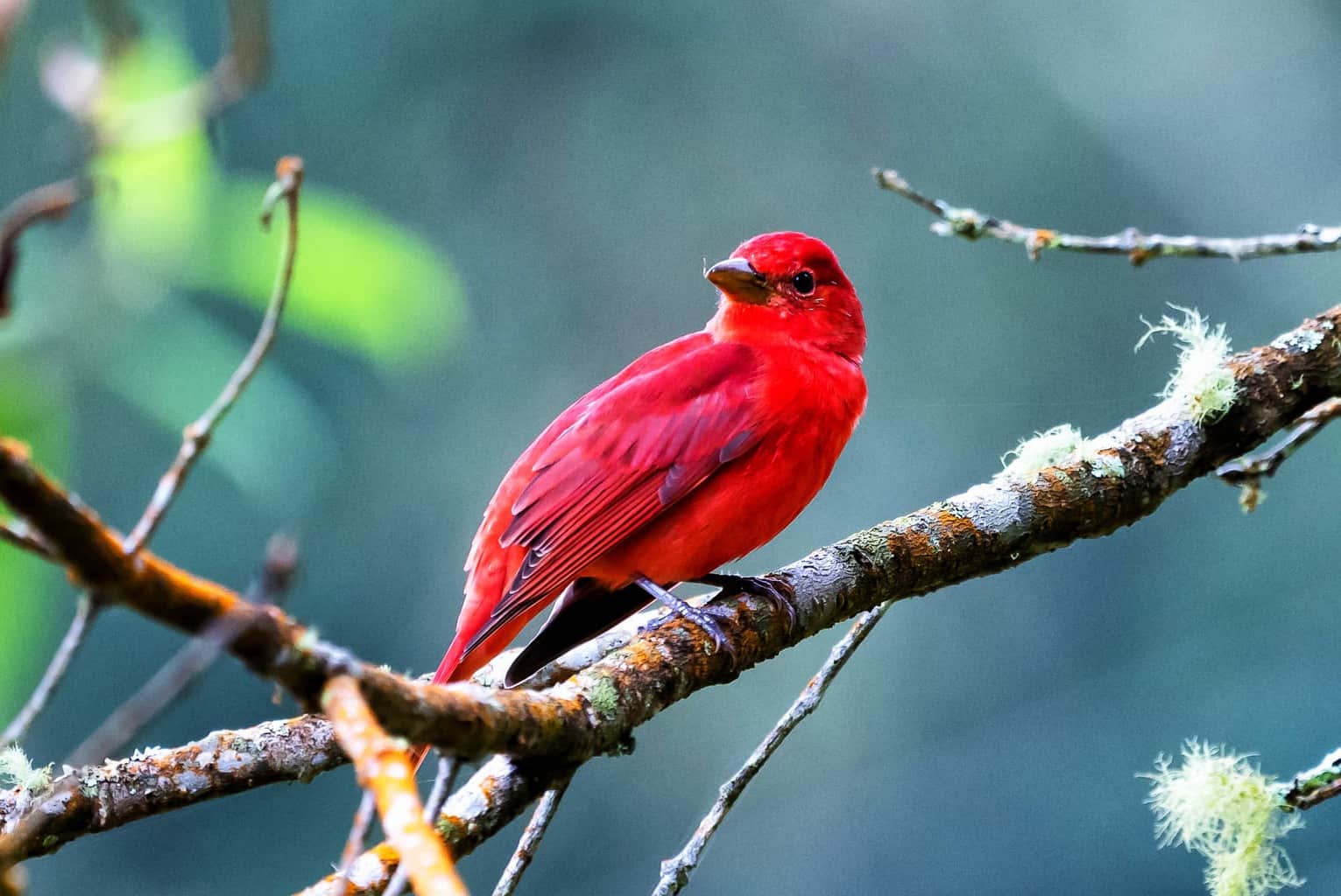 30 pájaros en Kentucky: ¡nuestra guía de los mejores y más brillantes!