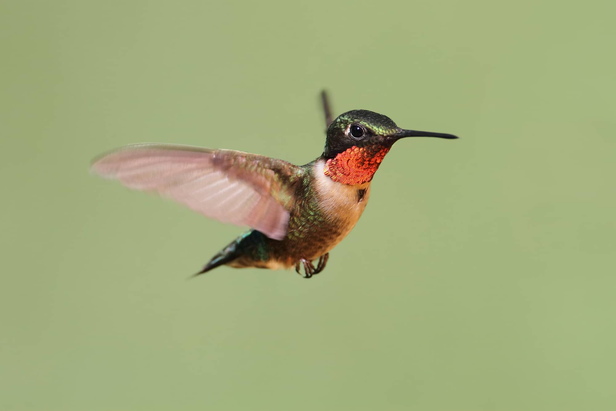 30 pájaros en Kentucky: ¡nuestra guía de los mejores y más brillantes!