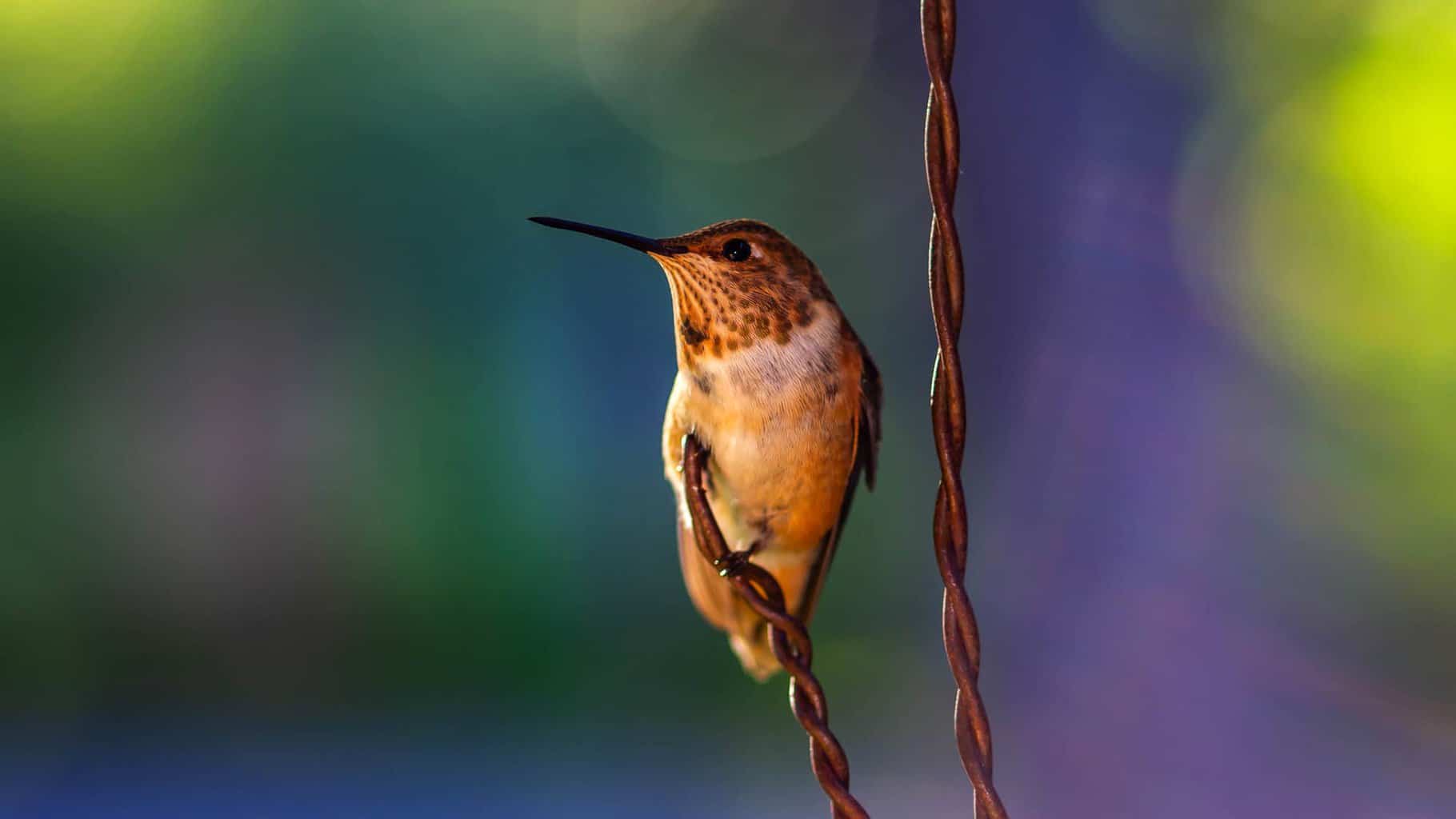 30 pájaros en Kentucky: ¡nuestra guía de los mejores y más brillantes!