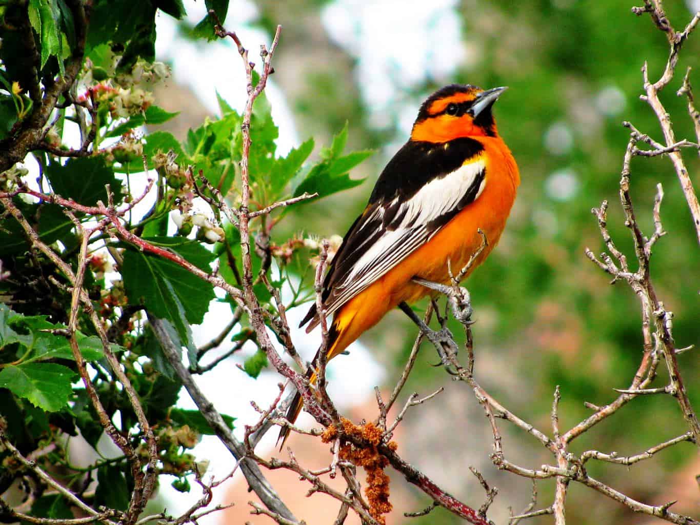 30 pájaros en Kentucky: ¡nuestra guía de los mejores y más brillantes!