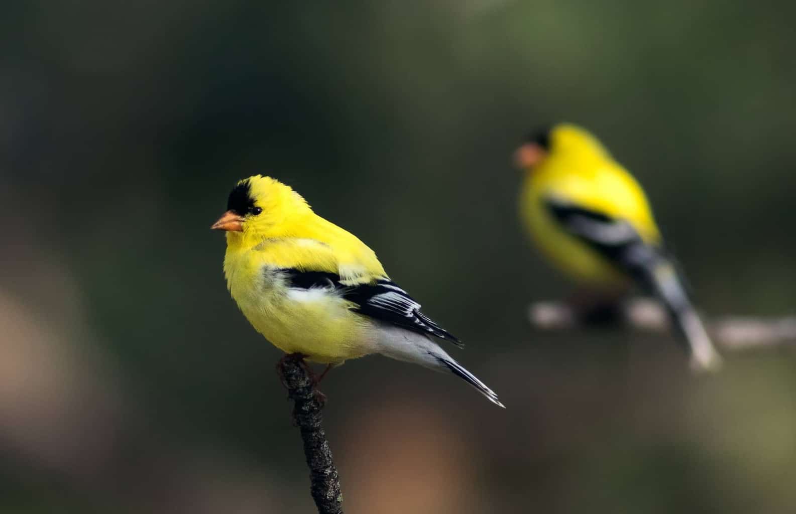 30 pájaros en Kentucky: ¡nuestra guía de los mejores y más brillantes!