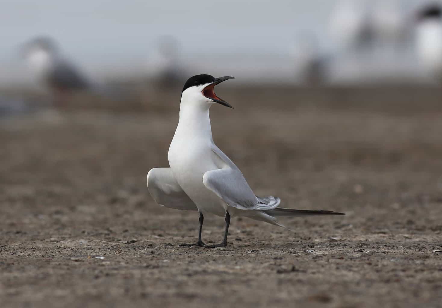 30 pájaros en Kentucky: ¡nuestra guía de los mejores y más brillantes!