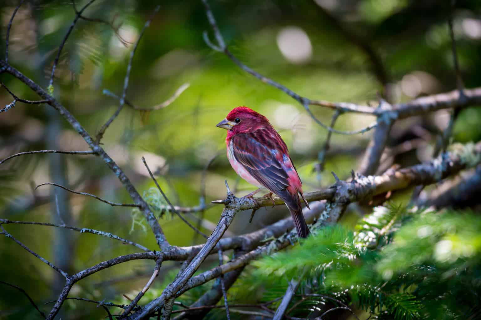 30 pájaros en Kentucky: ¡nuestra guía de los mejores y más brillantes!