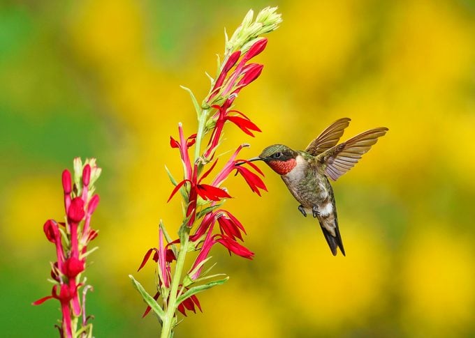 Cultive flores de finales de verano y otoño para colibríes