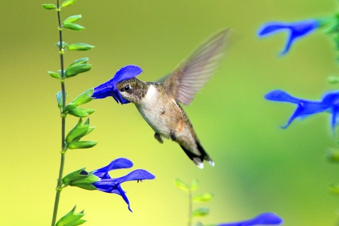 Cultive flores de finales de verano y otoño para colibríes