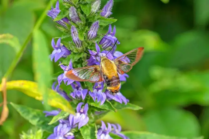 Cultive flores de finales de verano y otoño para colibríes