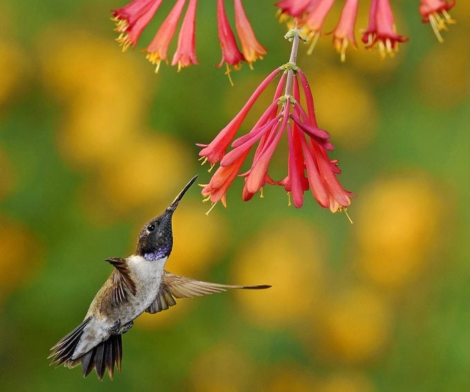 Cultive flores de finales de verano y otoño para colibríes
