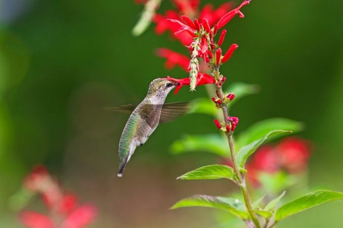Cultive flores de finales de verano y otoño para colibríes