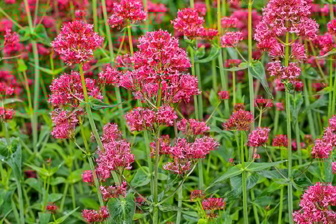 Cultive flores de finales de verano y otoño para colibríes